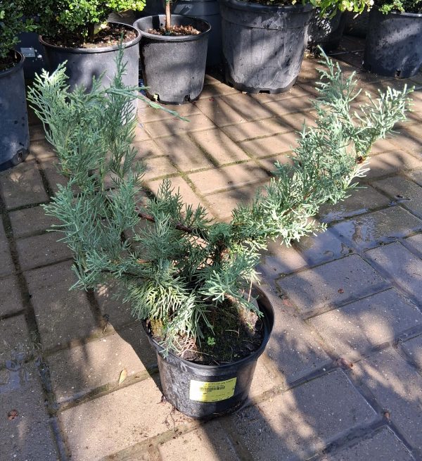 Juniperus chinensis ‘Pfitzeriana Glauca’ – Kék terülő boróka