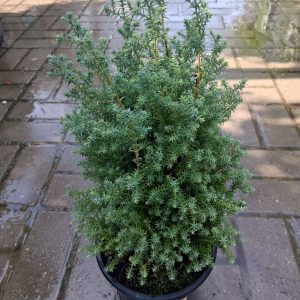 Chamaecyparis thyoides ‘Red Star’ – Mocsári hamisciprus