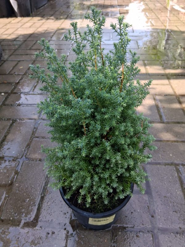 Chamaecyparis thyoides ‘Red Star’ – Mocsári hamisciprus