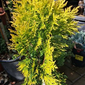 Thuja plicata ‘4Ever’ – Oszlopos aranytuja