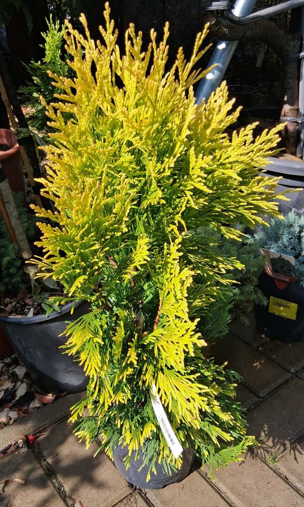 Thuja plicata ‘4Ever’ – Oszlopos aranytuja