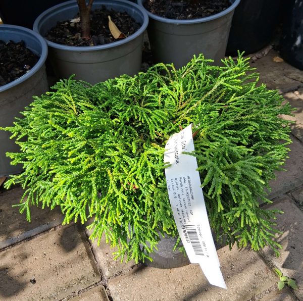 Chamaecyparis obtusa ‘Gitte’ – Hinoki álciprus