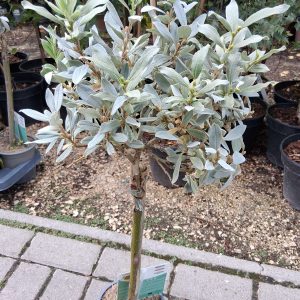 Salix helvetica – Svájci fűz törzses