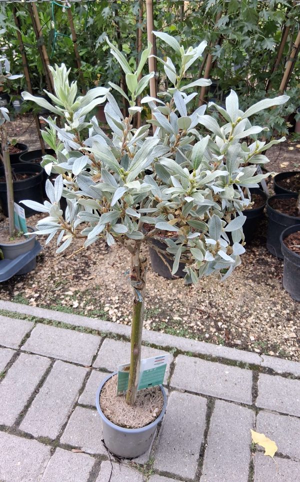 Salix helvetica – Svájci fűz törzses
