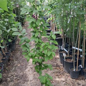 Carpinus betulus ‘Lucas’ – Oszlopos gyertyán