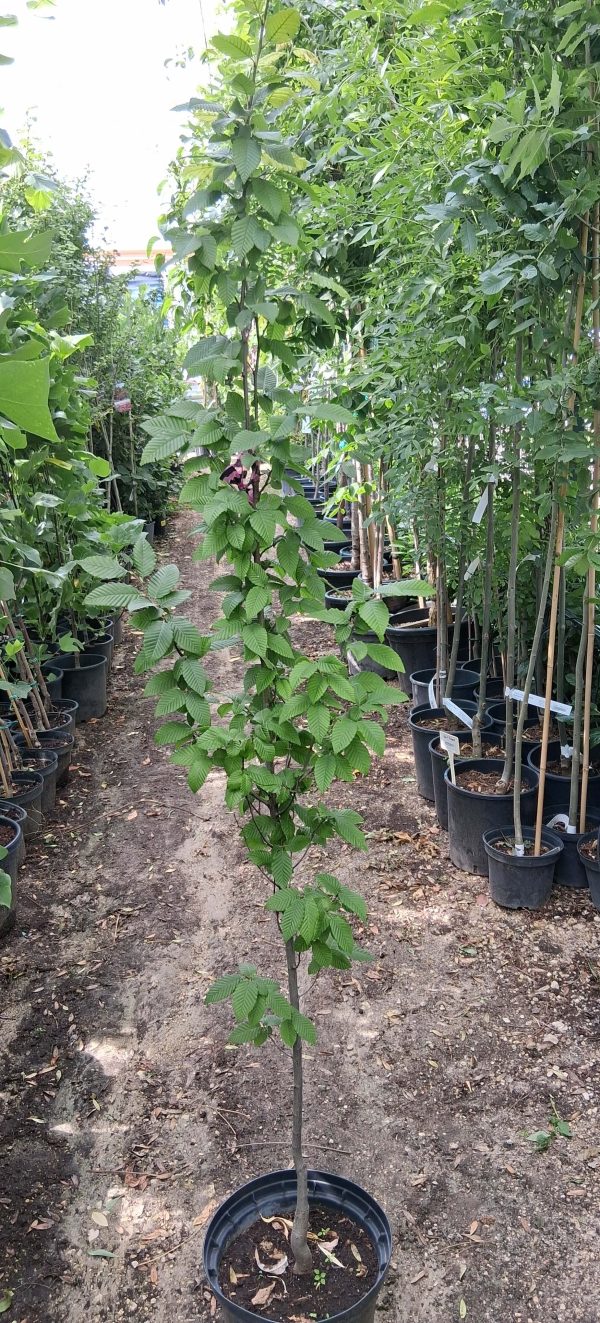 Carpinus betulus ‘Lucas’ – Oszlopos gyertyán