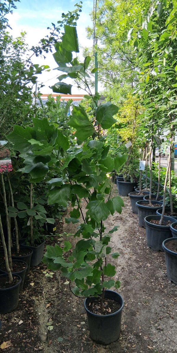 Liriodendron tulipifera ‘Fastigiata’ – Oszlopos tulipánfa