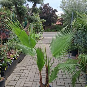 Washingtonia robusta - Mexikói legyezőpálma