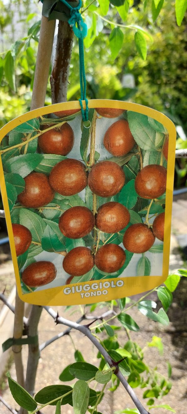 Ziziphus jujuba Giuggiolo Tondo/ Kínai datolya - Image 4