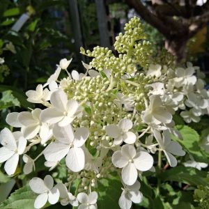 Hydrangea paniculata 'Dolly' – Bugás hortenzia