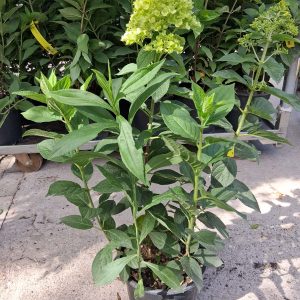 Hydrangea paniculata 'Limelight' – Bugás hortenzia