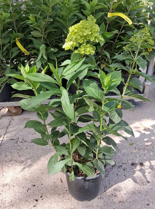 Hydrangea paniculata 'Limelight' – Bugás hortenzia