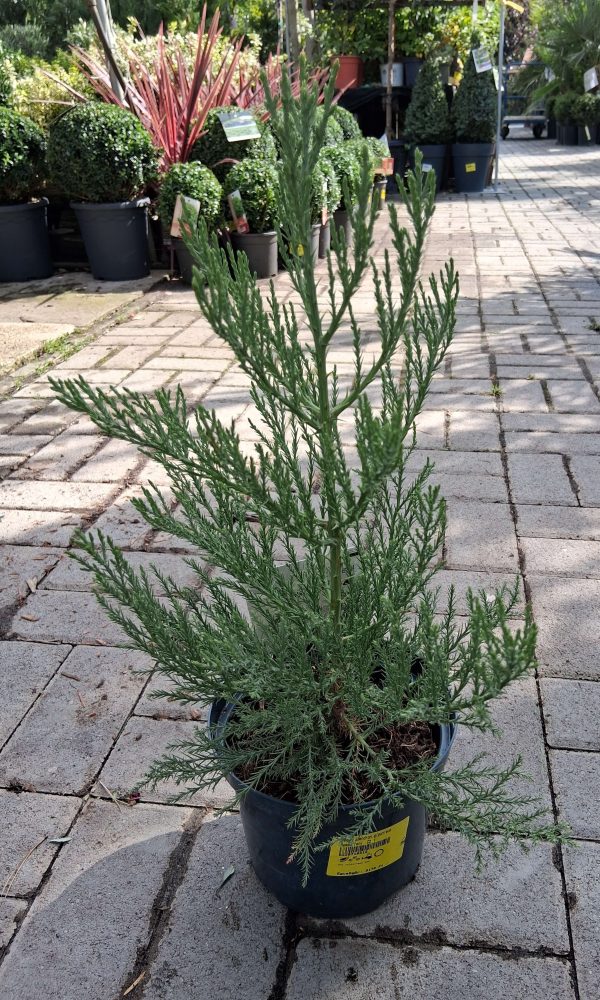 Sequoiadendron giganteum - Mammutfenyő - Image 2