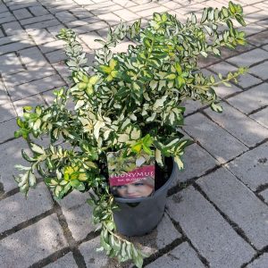 Euonymus fortunei 'Blondy' – Sárgatarka kecskerágó