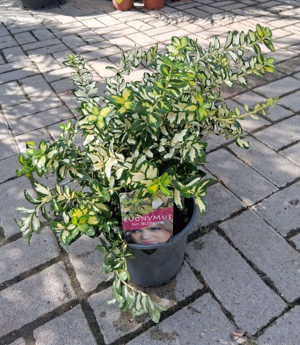 Euonymus fortunei 'Blondy' – Sárgatarka kecskerágó