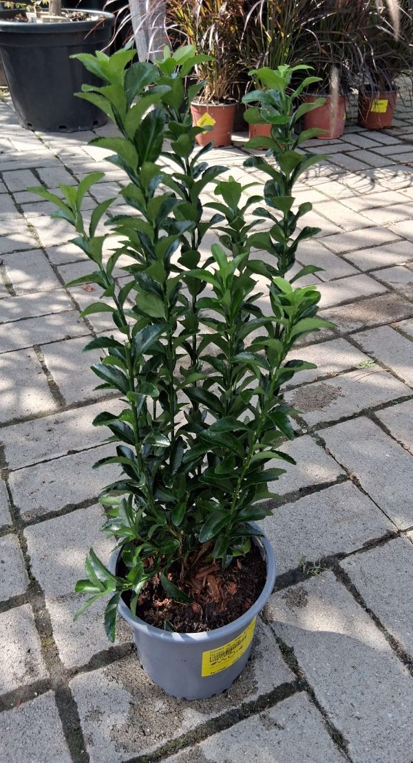 Euonymus japonicus 'Green Spire' - Oszlopos kecskerágó - Image 2