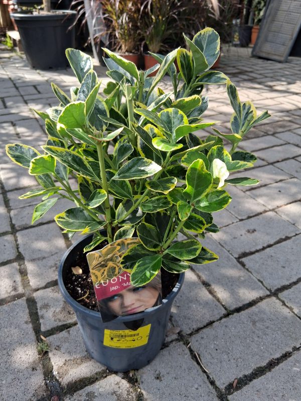 Euonymus japonicus 'Marieke' – Aranytarka örökzöld kecskerágó - Image 2