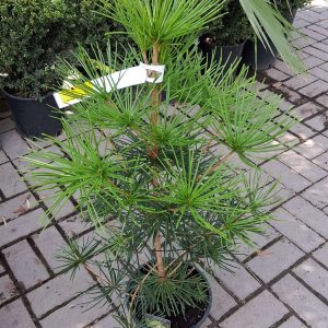 Sciadopitys verticillata - Japán ernyőfenyő