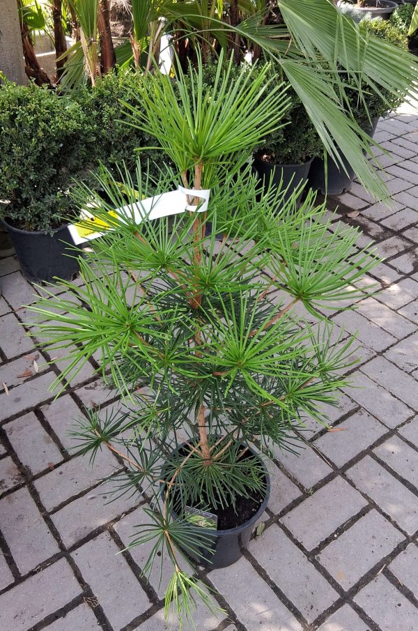 Sciadopitys verticillata - Japán ernyőfenyő