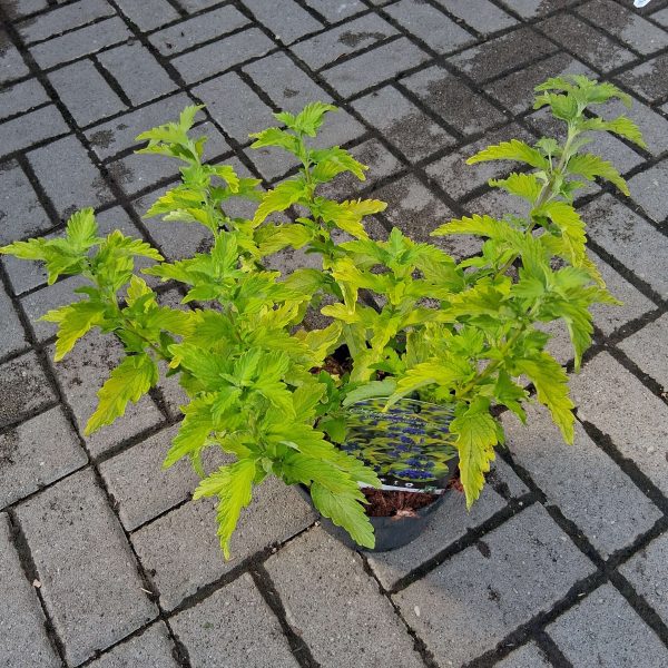 Caryopteris clandonensis 'Hint of Gold' - Aranylevelű kékszakáll - Image 2