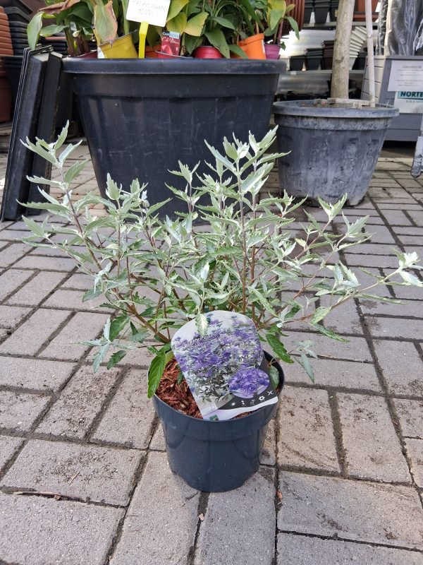 Caryopteris 'Sterling Silver' – Ezüstlevelű kékszakáll - Image 2