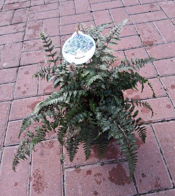 Athyrium niponicum 'Metallicum' - Japán hölgypáfrány - Image 2