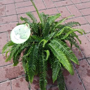 Blechnum spicant -Erdei bordapáfrány