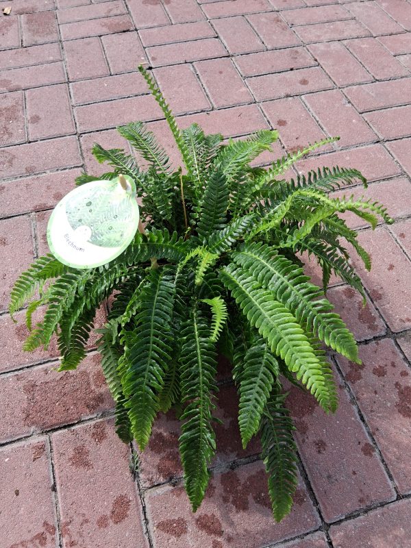 Blechnum spicant -Erdei bordapáfrány - Image 2