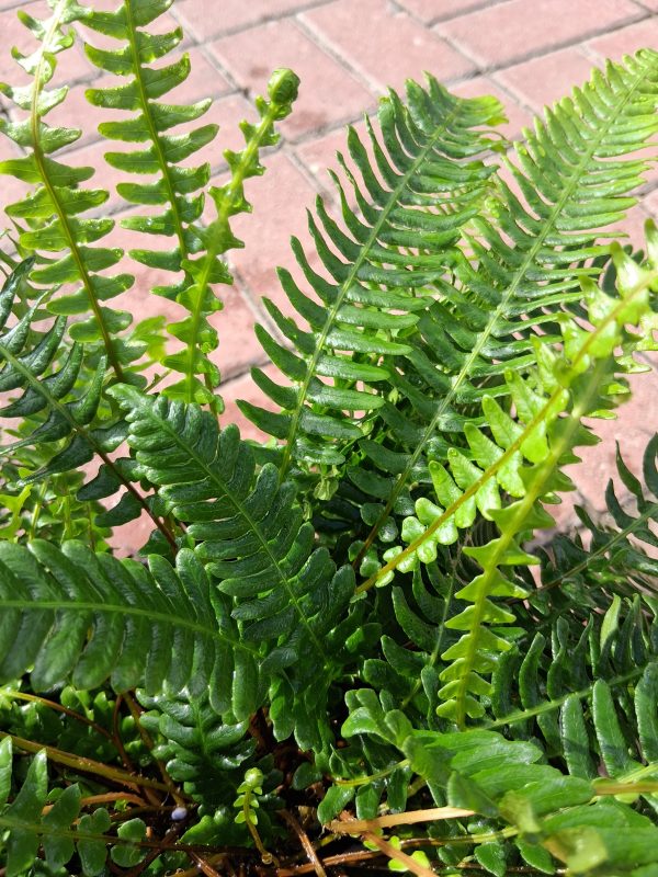 Blechnum spicant -Erdei bordapáfrány - Image 3