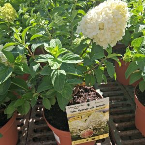Hydrangea paniculata 'Bobo' - Bugás hortenzia