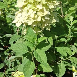 Hydrangea paniculata 'Limelight' – Bugás hortenzia