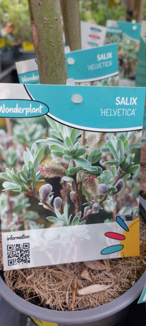 Salix helvetica – Svájci fűz törzses - Image 3