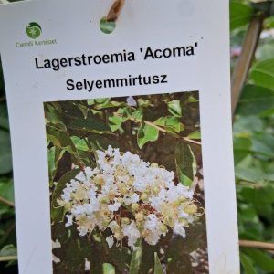 Lagerstroemia indica 'Acoma' - Kínai selyemmirtusz