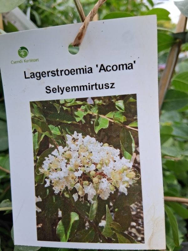 Lagerstroemia indica 'Acoma' - Kínai selyemmirtusz