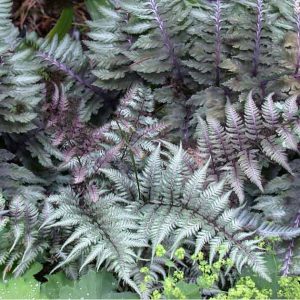 Athyrium niponicum 'Metallicum' - Japán hölgypáfrány