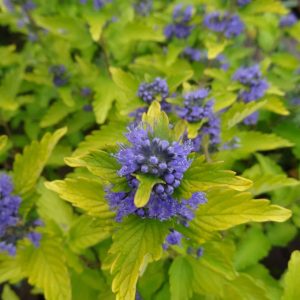 Caryopteris clandonensis 'Hint of Gold' - Aranylevelű kékszakáll