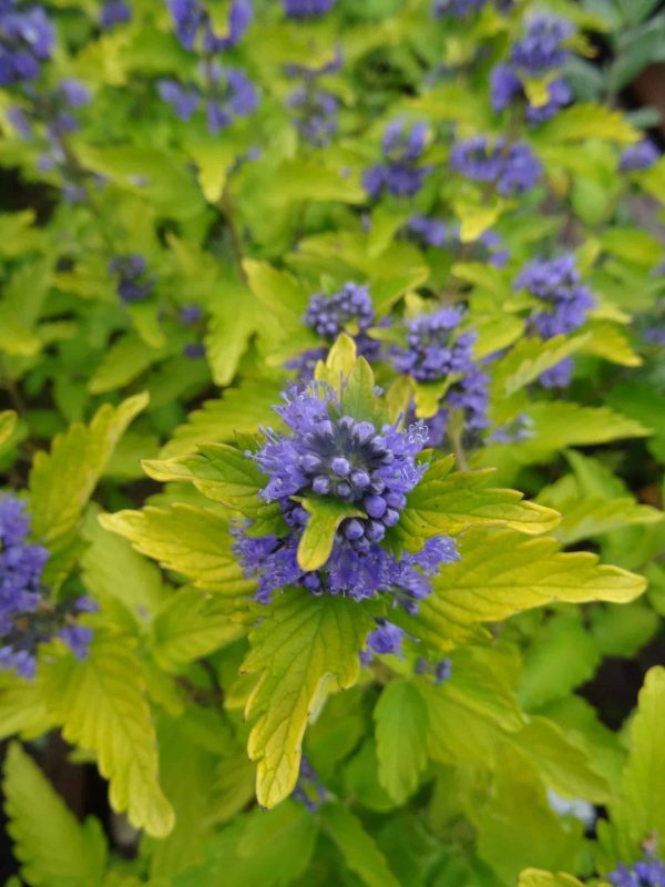 Caryopteris clandonensis 'Hint of Gold' - Aranylevelű kékszakáll