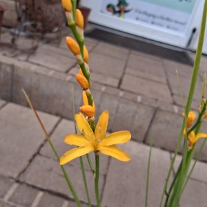 Crocosmia 'Nova Gold Dust' - Sáfrányfű