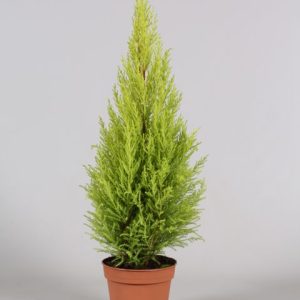 Cupressus macrocarpa 'Goldcrest' - Szoba ciprus