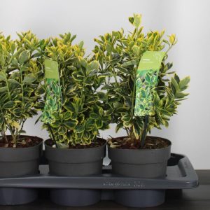 Euonymus japonicus 'Marieke' – Aranytarka örökzöld kecskerágó