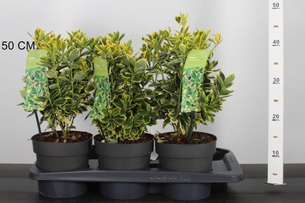 Euonymus japonicus 'Marieke' – Aranytarka örökzöld kecskerágó