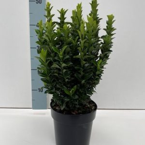 Euonymus japonicus 'Green Spire' - Oszlopos kecskerágó