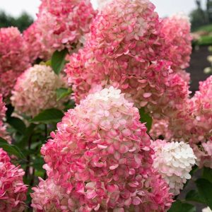 Hydrangea paniculata 'Gardenlight Pinklight' - Bugás hortenzia