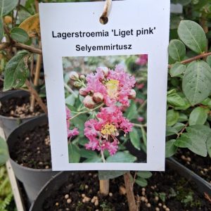 Lagerstroemia indica 'Liget Pink' - Kínai selyemmirtusz