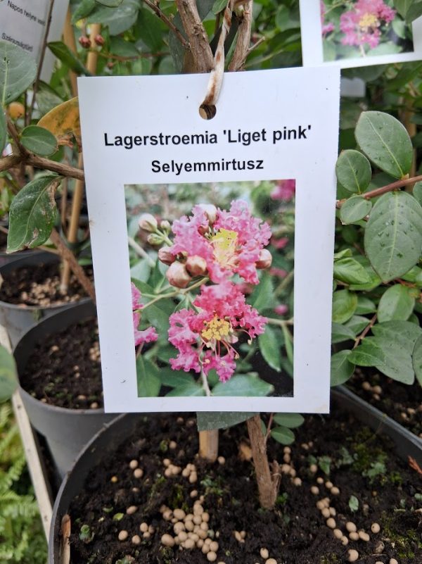 Lagerstroemia indica 'Liget Pink' - Kínai selyemmirtusz