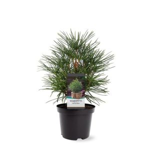 Sciadopitys verticillata - Japán ernyőfenyő