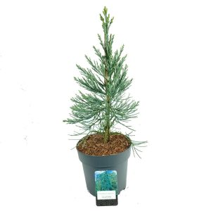 Sequoiadendron giganteum - Mammutfenyő