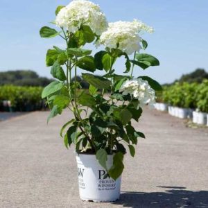 Hydrangea arborescens 'Strong Annabelle' – Cserjés hortenzia