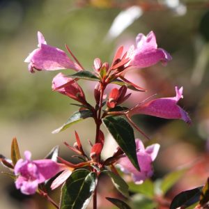 Abelia 'Edward Goucher' - Tárnicslonc