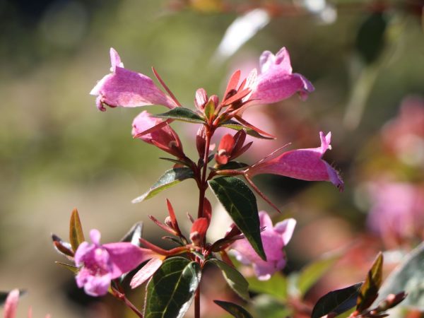Abelia 'Edward Goucher' - Tárnicslonc